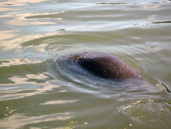 Manatee by dock